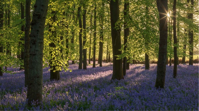 Bluebell wood at Ashridge Estate, Hertfordshire